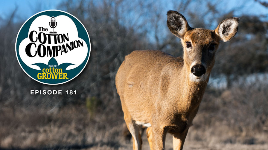 Cotton Companion: Oh Deer! Tracking Cotton’s Latest Big Pest.