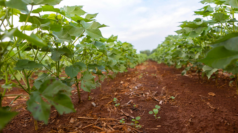 Better Cotton Initiative Set to Host Regenerative Ag Event in Texas