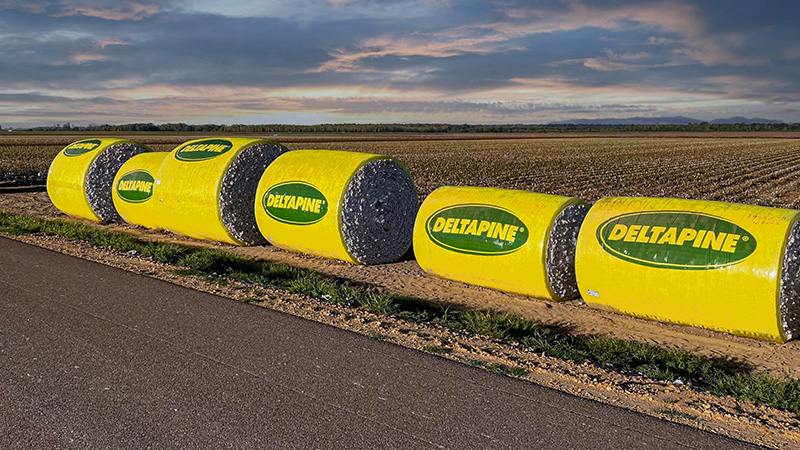 Deltapine Unveils Committed to Cotton Communities Program