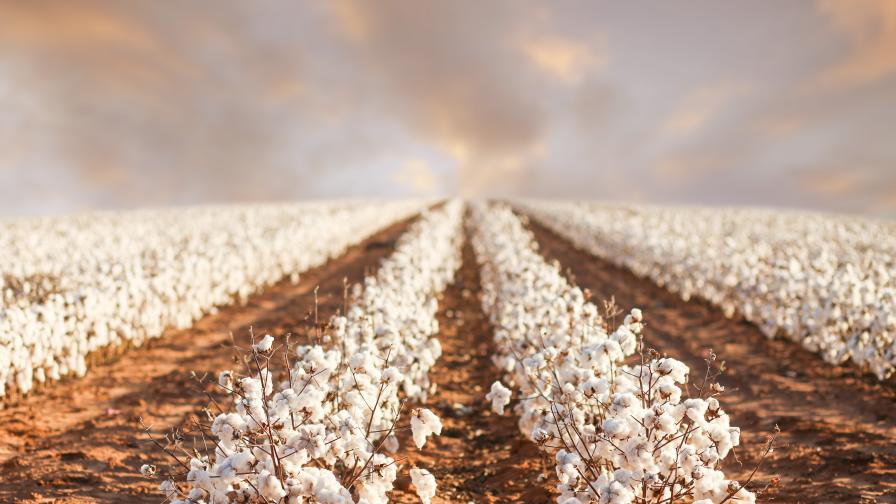 May 2025 Cotton Market Recap: Expert Analysis From Dr. O.A. Cleveland