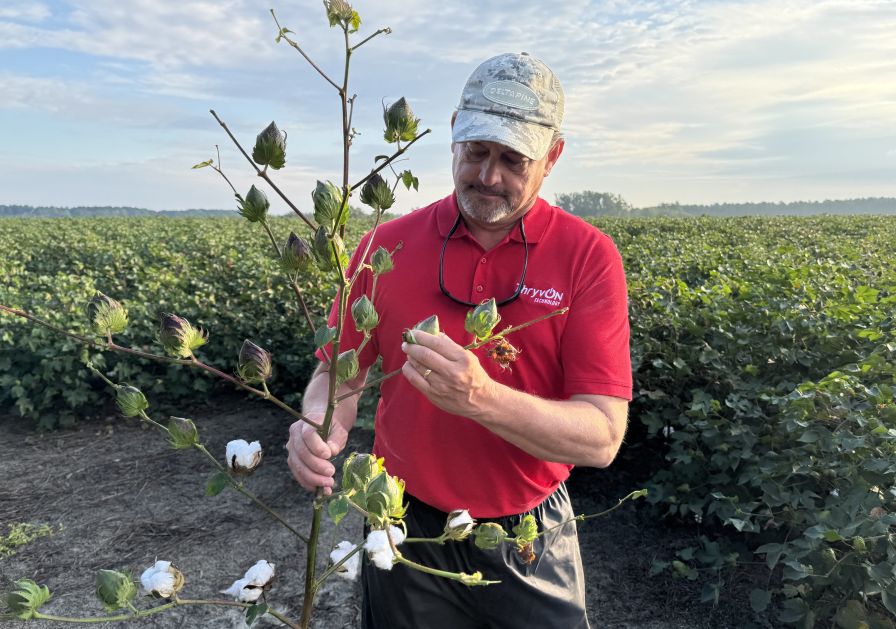 Deltapine NPE Program Kicks Off Variety Evaluation for the Class of ’26