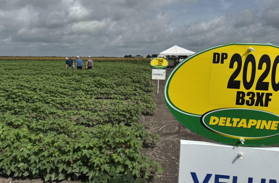 TX Cotton Field Day Focuses on Weeds, Growth Management, Varieties