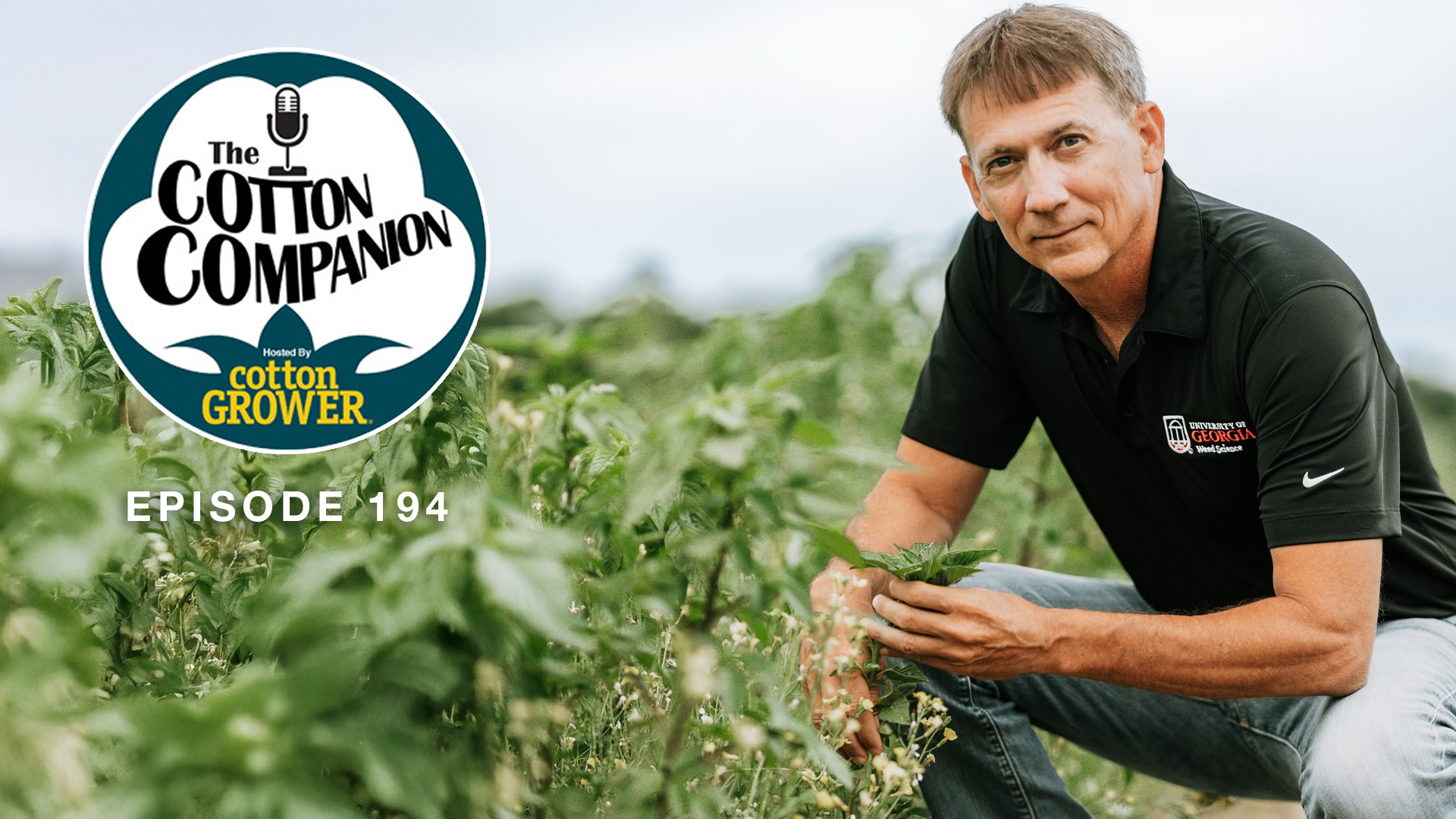Cotton Companion: Dissecting the Newly Proposed Dicamba Label and Next Actions