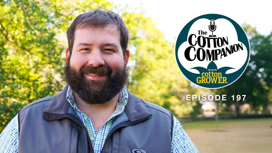 Cotton Companion: Talking Mid-South Cotton, Early Harvest, and Pests Old and New
