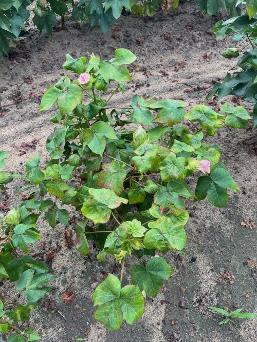Cotton Jassid Confirmed in Oklahoma