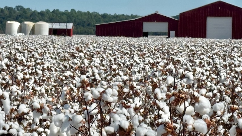 On Tax Day, NCC Highlights Cotton’s ‘Big Beautiful’ Tax Benefits