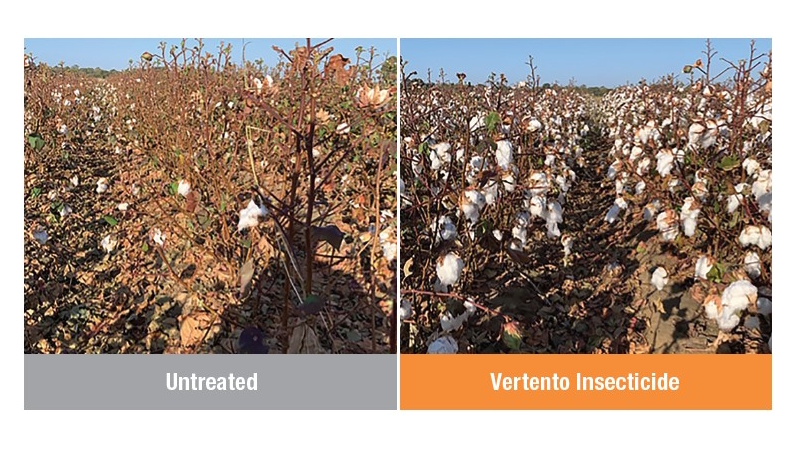 Combat Cotton Insects and Manage Resistance