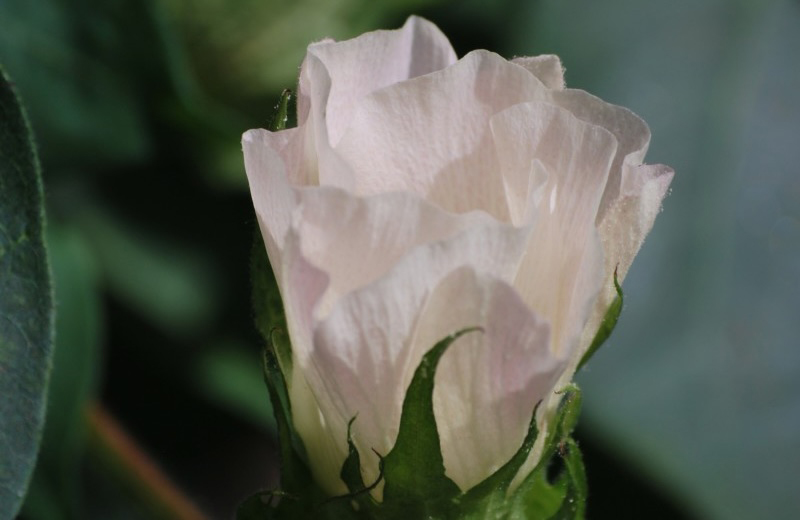 Effective thrips control comes down to one option