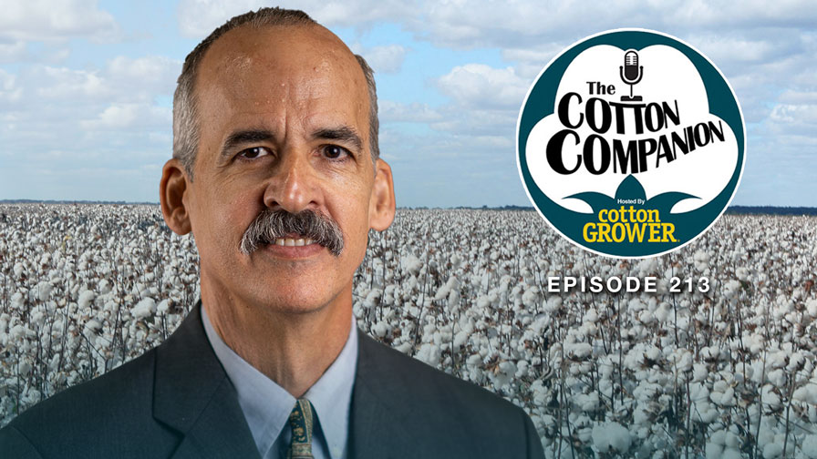 Cotton’s Weather Market Has the Bulls on Parade