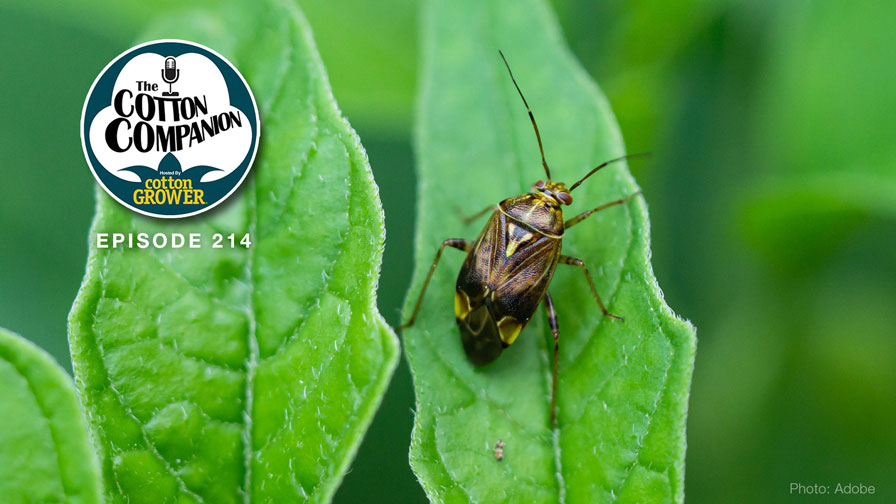 How to Handle the Tarnished Plant Bug in 2026