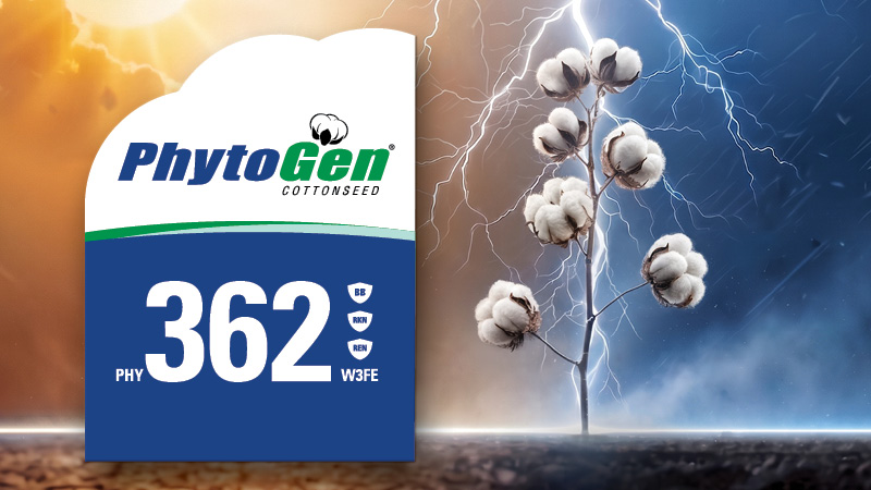 PhytoGen® Cottonseed Expands Next-Generation Portfolio with Three New Varieties