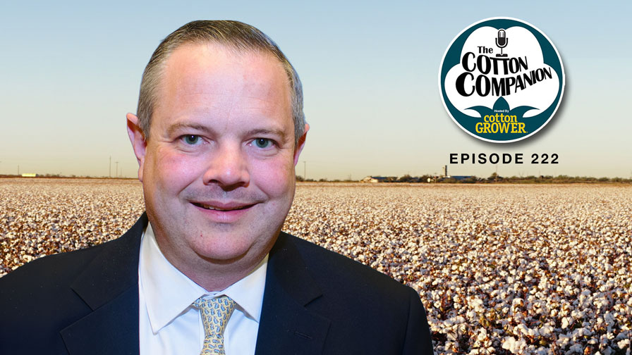 Election Day Primer! Cotton on the Ballot